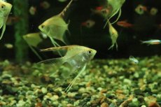 画像1: 【淡水魚】【通販】ロングフィン レッドヘッドダイヤモンドエンゼルフィッシュ【１匹 サンプル画像】(エンゼルフィッシュ)(生体)(熱帯魚)NK (1)