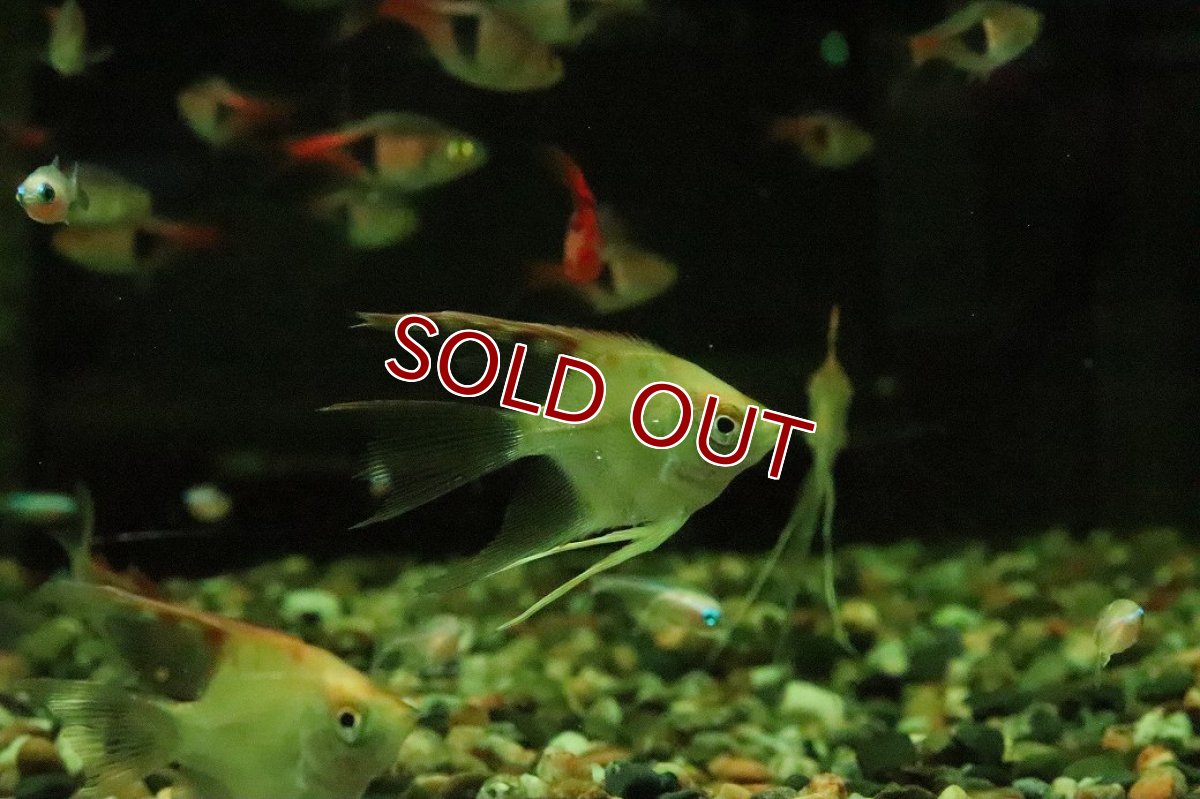 画像2: 【淡水魚】【通販】ロングフィン レッドヘッドエンゼルフィッシュ【１匹 サンプル画像】(エンゼルフィッシュ)(生体)(熱帯魚)NK (2)