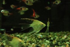 画像2: 【淡水魚】【通販】ロングフィン レッドヘッドダイヤモンドエンゼルフィッシュ【１匹 サンプル画像】(エンゼルフィッシュ)(生体)(熱帯魚)NK (2)