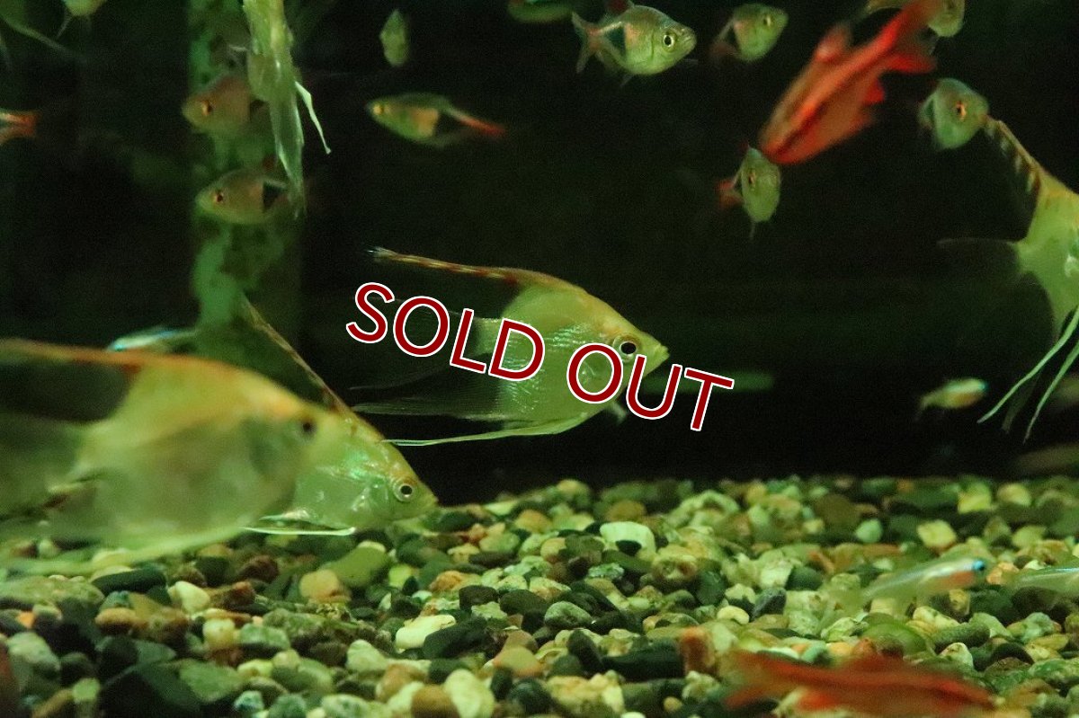 画像3: 【淡水魚】【通販】ロングフィン レッドヘッドエンゼルフィッシュ【１匹 サンプル画像】(エンゼルフィッシュ)(生体)(熱帯魚)NK (3)