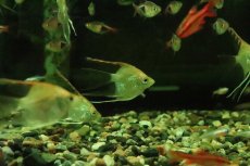 画像3: 【淡水魚】【通販】ロングフィン レッドヘッドダイヤモンドエンゼルフィッシュ【１匹 サンプル画像】(エンゼルフィッシュ)(生体)(熱帯魚)NK (3)