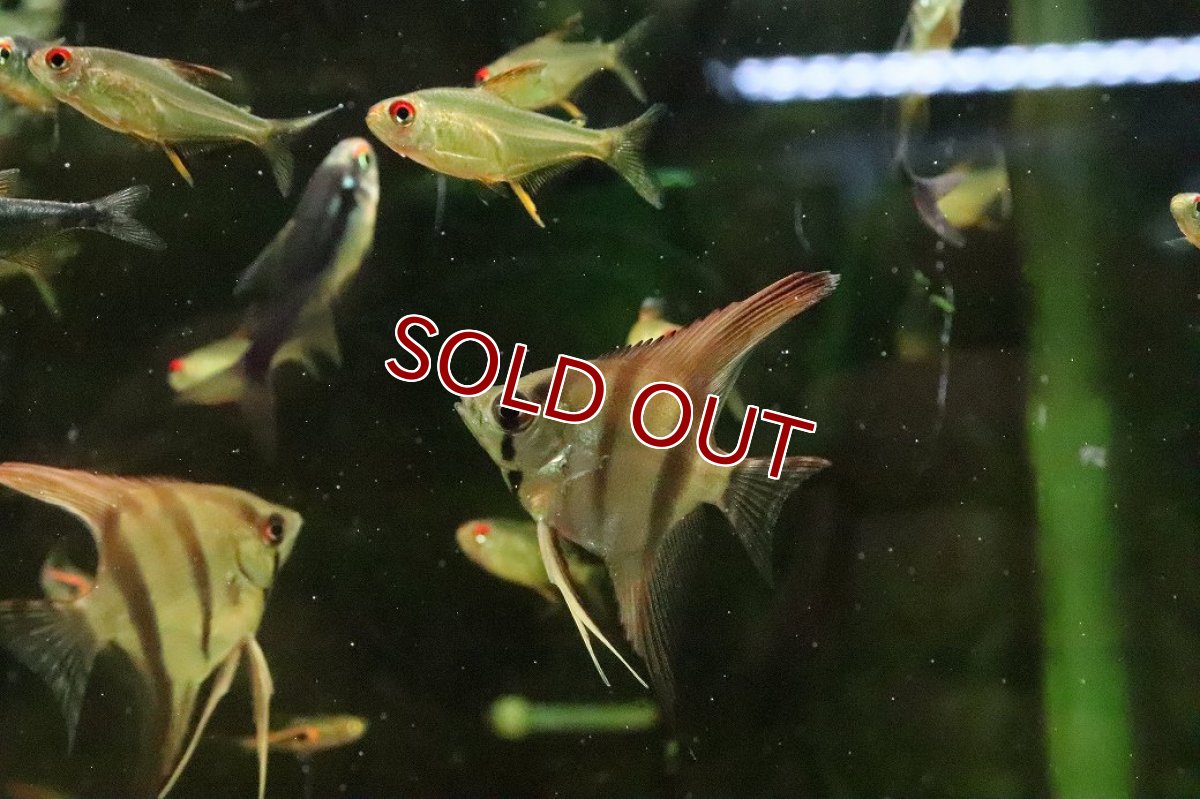 画像1: 【サマーセール10%OFFクーポン番号（10）対象商品 】【淡水魚】【通販】レッドネックトゥッカーノエンゼルフィッシュ【１匹 サンプル画像】(エンゼルフィッシュ)(生体)(熱帯魚)NK (1)