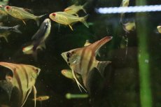 画像1: 【淡水魚】【通販】レッドネックトゥッカーノエンゼルフィッシュ【１匹 サンプル画像】(エンゼルフィッシュ)(生体)(熱帯魚)NK (1)