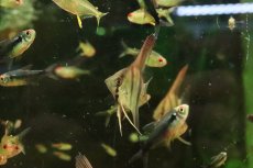 画像2: 【淡水魚】【通販】レッドネックトゥッカーノエンゼルフィッシュ【１匹 サンプル画像】(エンゼルフィッシュ)(生体)(熱帯魚)NK (2)