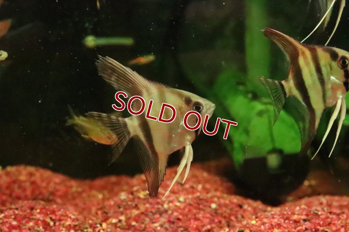 画像3: 【淡水魚】【通販】レッドネックトゥッカーノエンゼルフィッシュ【１匹 サンプル画像】(エンゼルフィッシュ)(生体)(熱帯魚)NK (3)