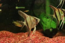 画像3: 【淡水魚】【通販】レッドネックトゥッカーノエンゼルフィッシュ【１匹 サンプル画像】(エンゼルフィッシュ)(生体)(熱帯魚)NK (3)