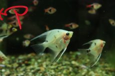 画像1: 【淡水魚】【通販】グラスマーブルエンゼルフィッシュ【１匹 サンプル画像】(エンゼル)(生体)(熱帯魚)NK (1)