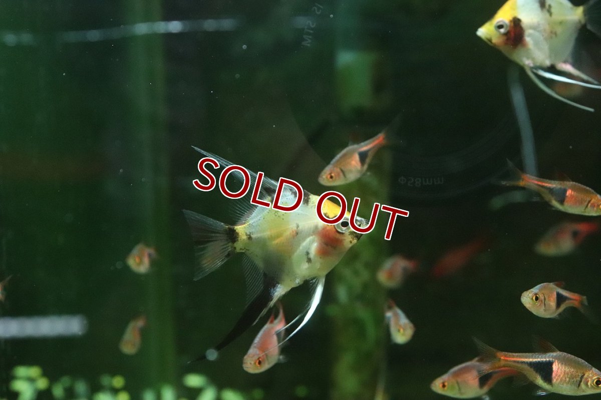 画像2: 【淡水魚】【通販】グラスマーブルエンゼルフィッシュ【１匹 サンプル画像】(エンゼル)(生体)(熱帯魚)NK (2)