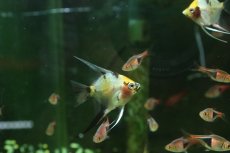 画像2: 【淡水魚】【通販】グラスマーブルエンゼルフィッシュ【１匹 サンプル画像】(エンゼル)(生体)(熱帯魚)NK (2)