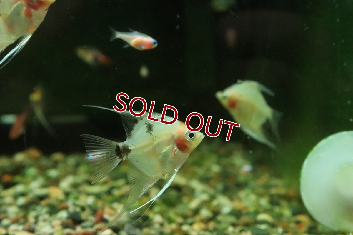 画像3: 【淡水魚】【通販】グラスマーブルエンゼルフィッシュ【１匹 サンプル画像】(エンゼル)(生体)(熱帯魚)NK (3)