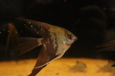 画像1: 【淡水魚】【通販】ロングフィン チョコレートスモーキーエンゼルフィッシュ【１匹 サンプル画像】(エンゼル)(生体)(熱帯魚)NK (1)