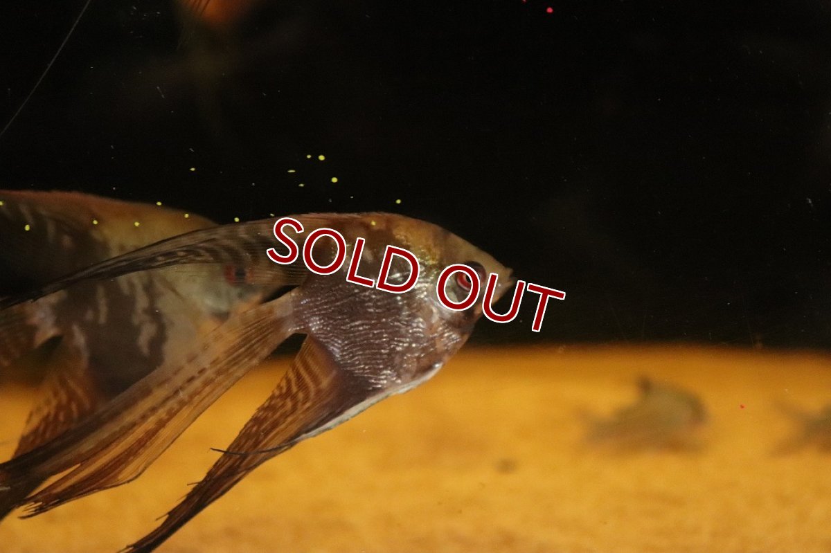 画像2: 【淡水魚】【通販】ロングフィン チョコレートスモーキーエンゼルフィッシュ【１匹 サンプル画像】(エンゼル)(生体)(熱帯魚)NK (2)