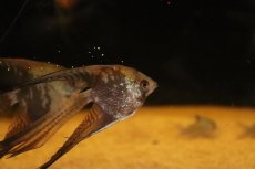 画像2: 【淡水魚】【通販】ロングフィン チョコレートスモーキーエンゼルフィッシュ【１匹 サンプル画像】(エンゼル)(生体)(熱帯魚)NK (2)
