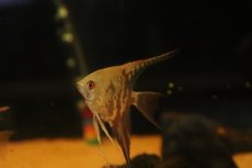 画像3: 【淡水魚】【通販】ロングフィン チョコレートスモーキーエンゼルフィッシュ【１匹 サンプル画像】(エンゼル)(生体)(熱帯魚)NK (3)