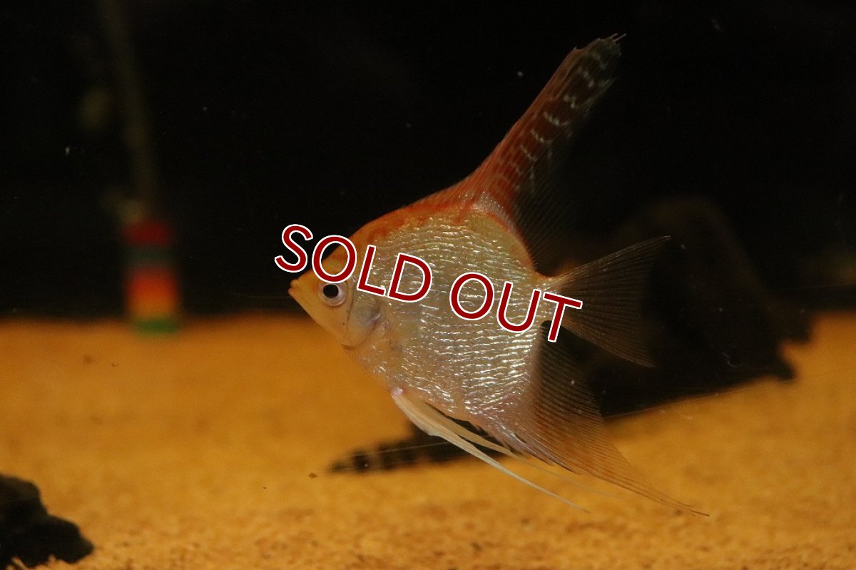 画像1: 【淡水魚】【通販】レッドヘッドダイヤモンドエンゼルフィッシュ【１匹 サンプル画像】(エンゼル)(生体)(熱帯魚)NK (1)