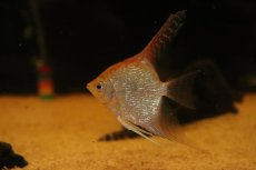 画像1: 【淡水魚】【通販】レッドヘッドエンゼルフィッシュ【１匹 サンプル画像】(エンゼル)(生体)(熱帯魚)NK (1)