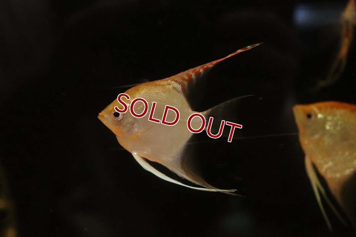 画像2: 【淡水魚】【通販】レッドヘッドダイヤモンドエンゼルフィッシュ【１匹 サンプル画像】(エンゼル)(生体)(熱帯魚)NK (2)