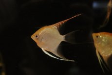 画像2: 【淡水魚】【通販】レッドヘッドエンゼルフィッシュ【１匹 サンプル画像】(エンゼル)(生体)(熱帯魚)NK (2)