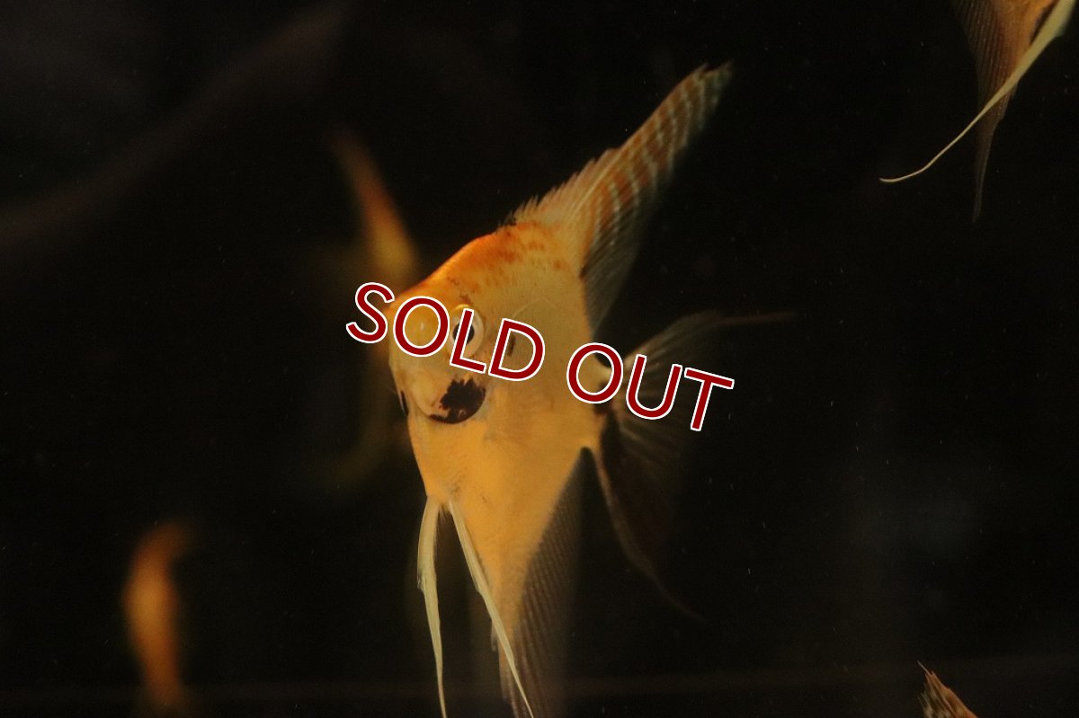 画像3: 【淡水魚】【通販】レッドヘッドダイヤモンドエンゼルフィッシュ【１匹 サンプル画像】(エンゼル)(生体)(熱帯魚)NK (3)