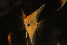 画像3: 【淡水魚】【通販】レッドヘッドエンゼルフィッシュ【１匹 サンプル画像】(エンゼル)(生体)(熱帯魚)NK (3)