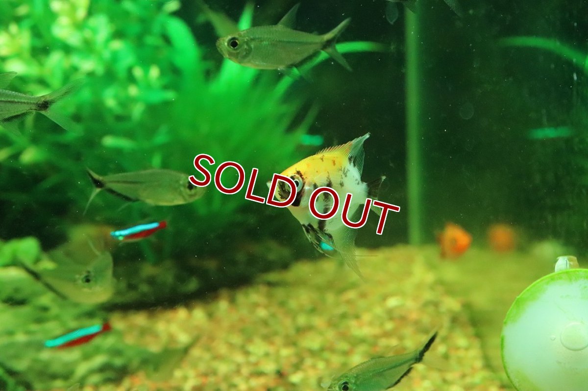 画像2: 【淡水魚】【通販】ギニアンズコイエンゼルフィッシュ【１匹 サンプル画像】(エンゼルフィッシュ)(生体)(熱帯魚)NK (2)