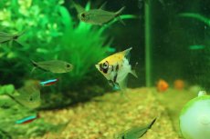 画像2: 【淡水魚】【通販】ギニアンズコイエンゼルフィッシュ【１匹 サンプル画像】(エンゼルフィッシュ)(生体)(熱帯魚)NK (2)