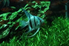 画像1: 【淡水魚】【通販】コバルトブルーエンゼルフィッシュ【１匹 サンプル画像】(エンゼルフィッシュ)(生体)(熱帯魚)NK (1)