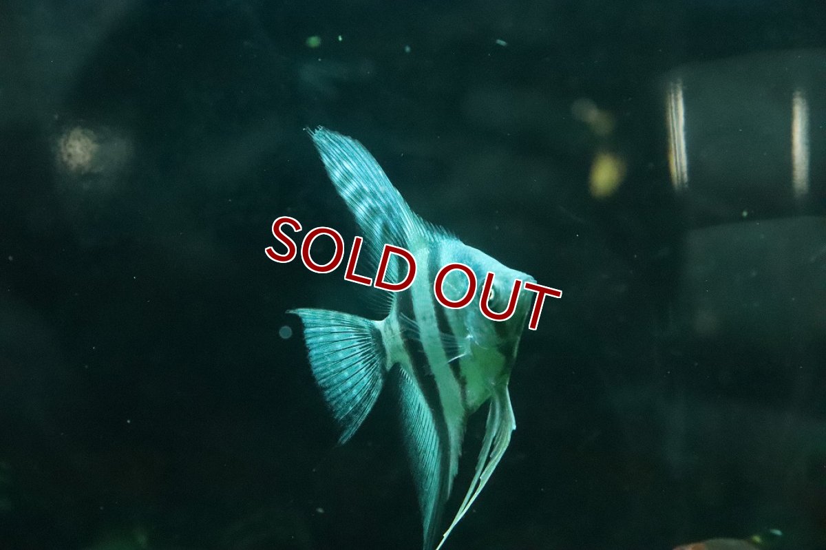 画像2: 【淡水魚】【通販】コバルトブルーエンゼルフィッシュ【１匹 サンプル画像】(エンゼルフィッシュ)(生体)(熱帯魚)NK (2)