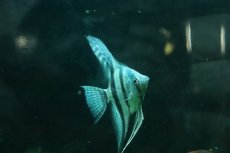 画像2: 【淡水魚】【通販】コバルトブルーエンゼルフィッシュ【１匹 サンプル画像】(エンゼルフィッシュ)(生体)(熱帯魚)NK (2)