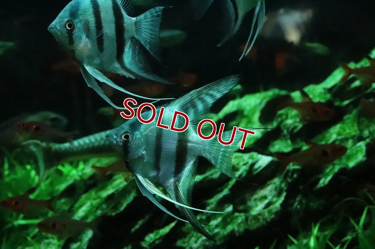 画像3: 【淡水魚】【通販】コバルトブルーエンゼルフィッシュ【１匹 サンプル画像】(エンゼルフィッシュ)(生体)(熱帯魚)NK (3)