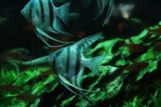 画像3: 【淡水魚】【通販】コバルトブルーエンゼルフィッシュ【１匹 サンプル画像】(エンゼルフィッシュ)(生体)(熱帯魚)NK (3)