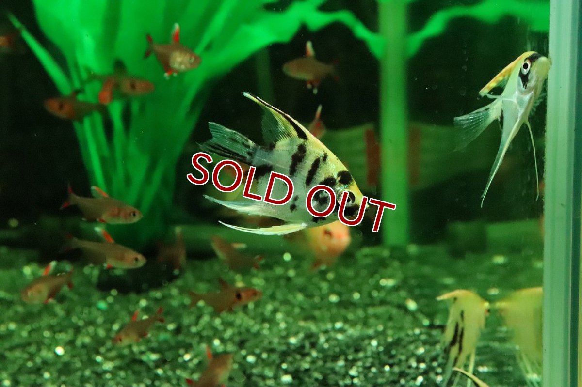 画像1: 【淡水魚】【通販】ゴールデンマーブルエンゼルフィッシュ【１匹 サンプル画像】(エンゼルフィッシュ)(生体)(熱帯魚)NK (1)