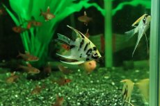 画像1: 【淡水魚】【通販】ゴールデンマーブルエンゼルフィッシュ【１匹 サンプル画像】(エンゼルフィッシュ)(生体)(熱帯魚)NK (1)