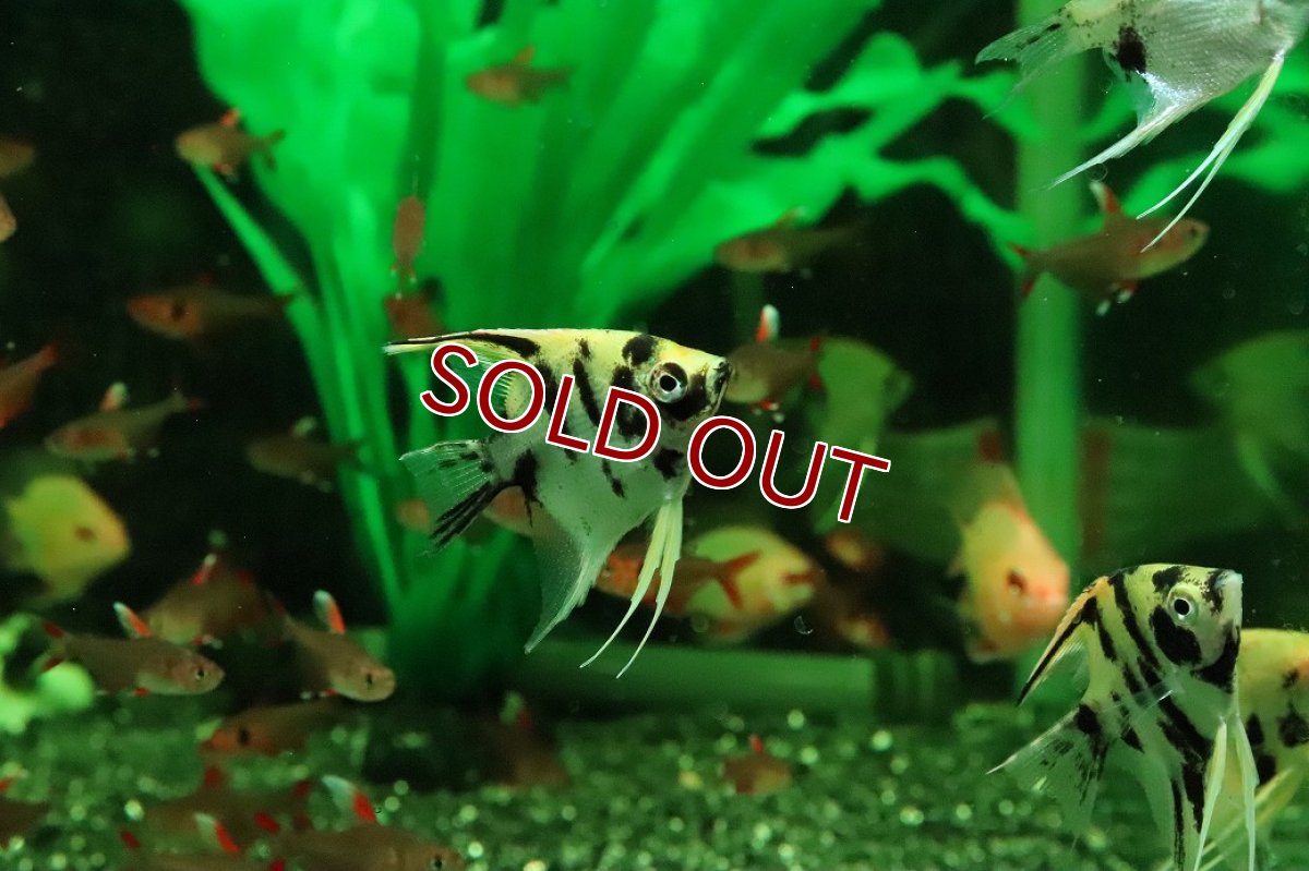 画像2: 【淡水魚】【通販】ゴールデンマーブルエンゼルフィッシュ【１匹 サンプル画像】(エンゼルフィッシュ)(生体)(熱帯魚)NK (2)