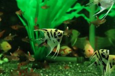 画像2: 【淡水魚】【通販】ゴールデンマーブルエンゼルフィッシュ【１匹 サンプル画像】(エンゼルフィッシュ)(生体)(熱帯魚)NK (2)