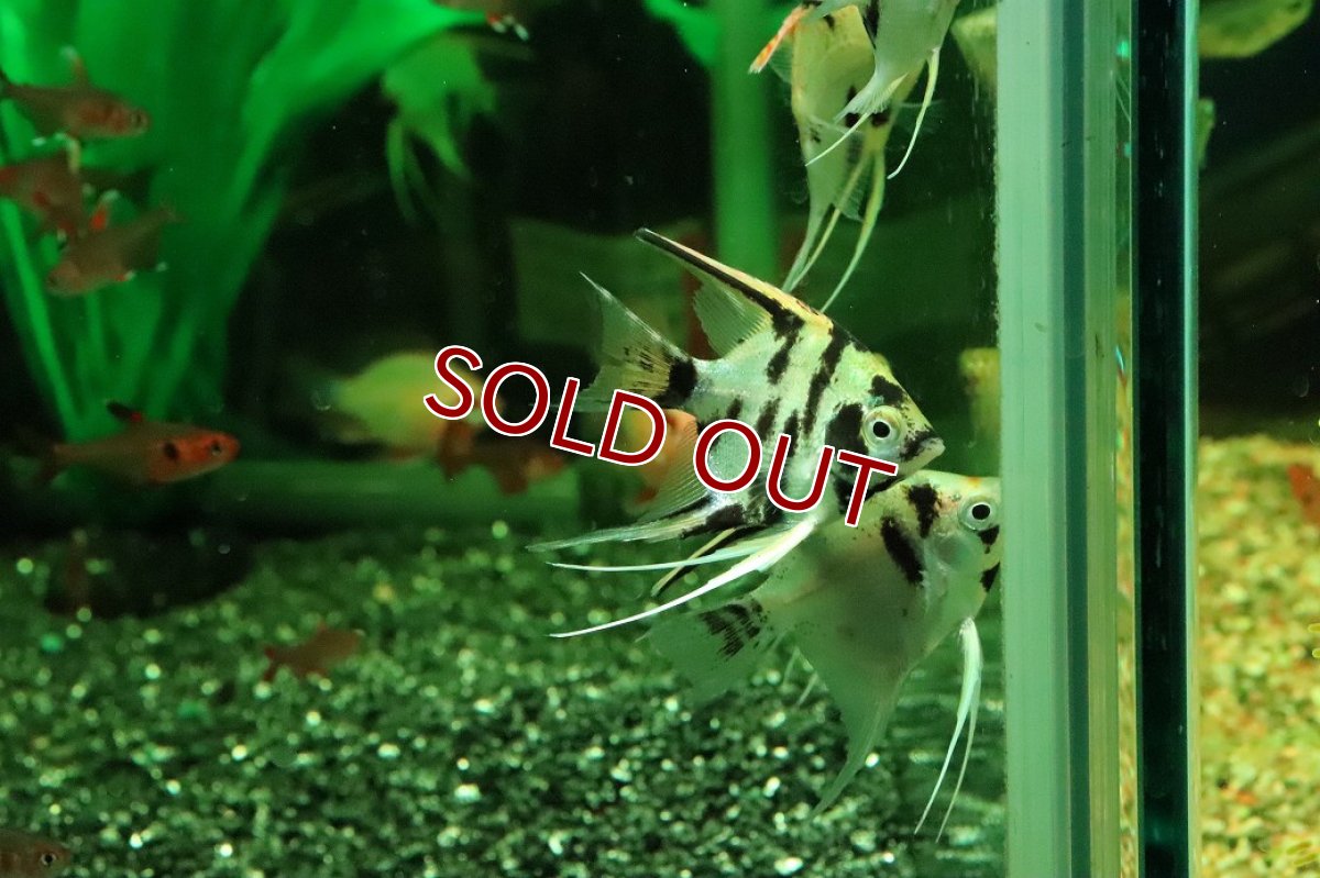画像3: 【淡水魚】【通販】ゴールデンマーブルエンゼルフィッシュ【１匹 サンプル画像】(エンゼルフィッシュ)(生体)(熱帯魚)NK (3)