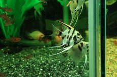 画像3: 【淡水魚】【通販】ゴールデンマーブルエンゼルフィッシュ【１匹 サンプル画像】(エンゼルフィッシュ)(生体)(熱帯魚)NK (3)