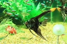画像1: 【淡水魚】【通販】マーブルエンゼルフィッシュ【１匹 サンプル画像】(エンゼルフィッシュ)(生体)(熱帯魚)NK (1)