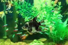 画像2: 【淡水魚】【通販】マーブルエンゼルフィッシュ【１匹 サンプル画像】(エンゼルフィッシュ)(生体)(熱帯魚)NK (2)