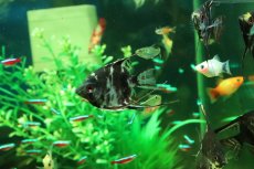 画像3: 【淡水魚】【通販】マーブルエンゼルフィッシュ【１匹 サンプル画像】(エンゼルフィッシュ)(生体)(熱帯魚)NK (3)