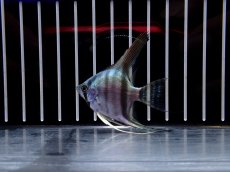 画像1: 【淡水魚】【通販】ブルーエンゼルフィッシュ【１匹 サンプル画像】(エンゼルフィッシュ)(生体)(熱帯魚)NK (1)