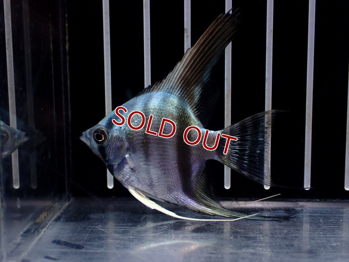 画像2: 【淡水魚】【通販】ブルーエンゼルフィッシュ【１匹 サンプル画像】(エンゼルフィッシュ)(生体)(熱帯魚)NK (2)