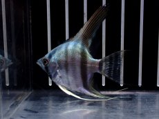 画像2: 【淡水魚】【通販】ブルーエンゼルフィッシュ【１匹 サンプル画像】(エンゼルフィッシュ)(生体)(熱帯魚)NK (2)