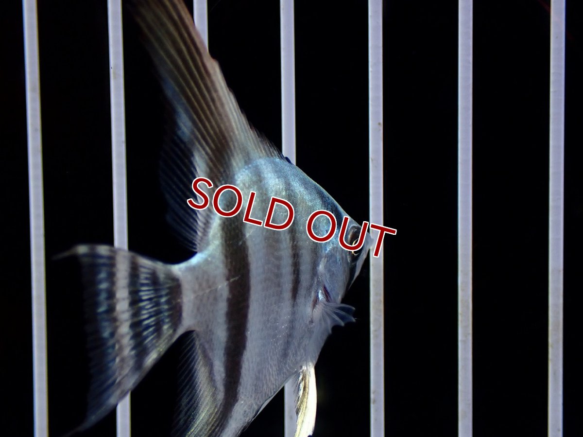 画像3: 【淡水魚】【通販】ブルーエンゼルフィッシュ【１匹 サンプル画像】(エンゼルフィッシュ)(生体)(熱帯魚)NK (3)