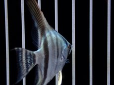 画像3: 【淡水魚】【通販】ブルーエンゼルフィッシュ【１匹 サンプル画像】(エンゼルフィッシュ)(生体)(熱帯魚)NK (3)