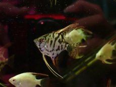 画像1: 【淡水魚】【通販】レア種 クラウンエンゼルフィッシュ【１匹 サンプル画像】(エンゼルフィッシュ)(生体)(熱帯魚)NK (1)