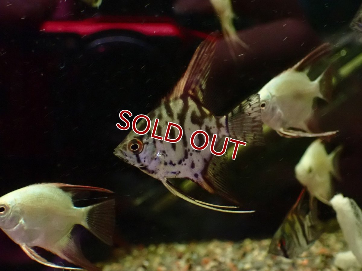 画像2: 【10%OFF対象商品30周年セール】【淡水魚】【通販】レア種 クラウンエンゼルフィッシュ【１匹 サンプル画像】(エンゼルフィッシュ)(生体)(熱帯魚)NK (2)