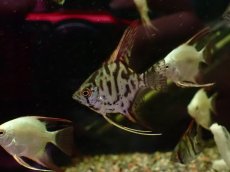 画像2: 【淡水魚】【通販】レア種 クラウンエンゼルフィッシュ【１匹 サンプル画像】(エンゼルフィッシュ)(生体)(熱帯魚)NK (2)