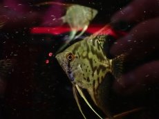 画像3: 【淡水魚】【通販】レア種 クラウンエンゼルフィッシュ【１匹 サンプル画像】(エンゼルフィッシュ)(生体)(熱帯魚)NK (3)