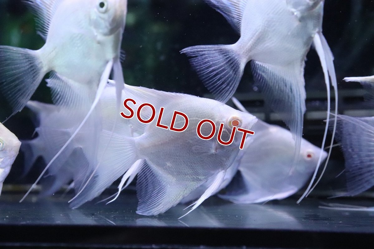 画像1: 【淡水魚】【通販】特価 MLサイズ アルビノ プラチナエンゼルフィッシュ【1匹 サンプル画像】(±6-7cm)(生体)(熱帯魚)NK (1)